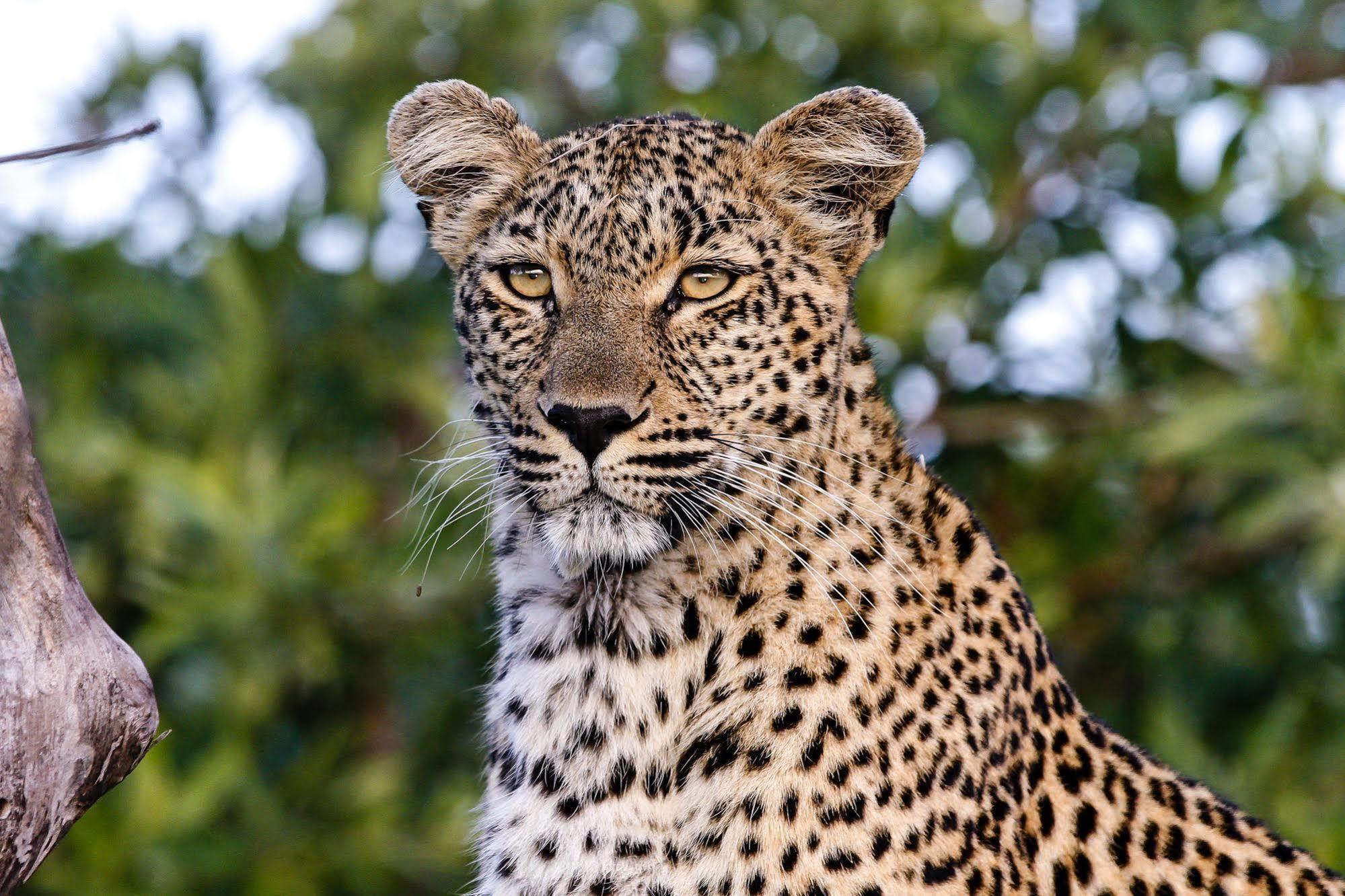 Inyati Game Lodge Metsi Exterior photo
